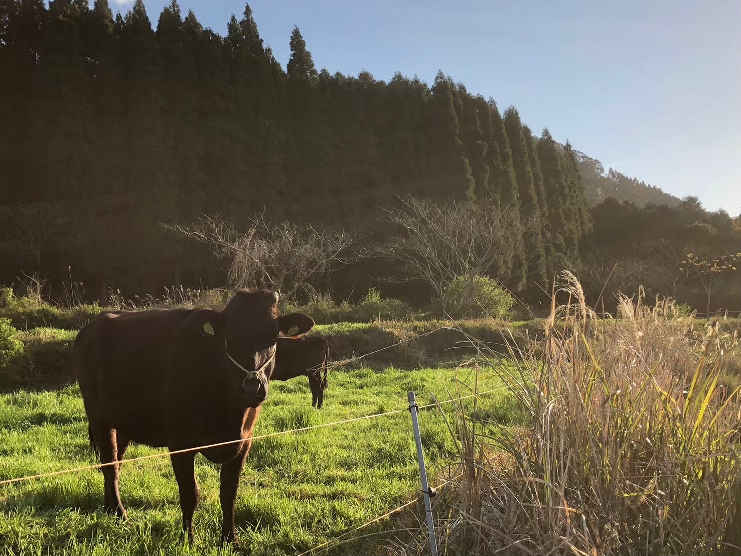 +αサポートプラン(複製)